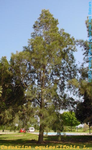 ͼ������ ����ɷŴ�