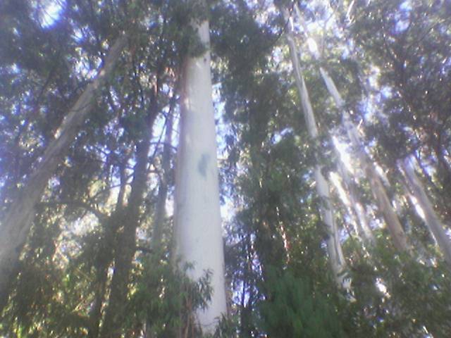 ͼ������Դ ����ɷŴ�