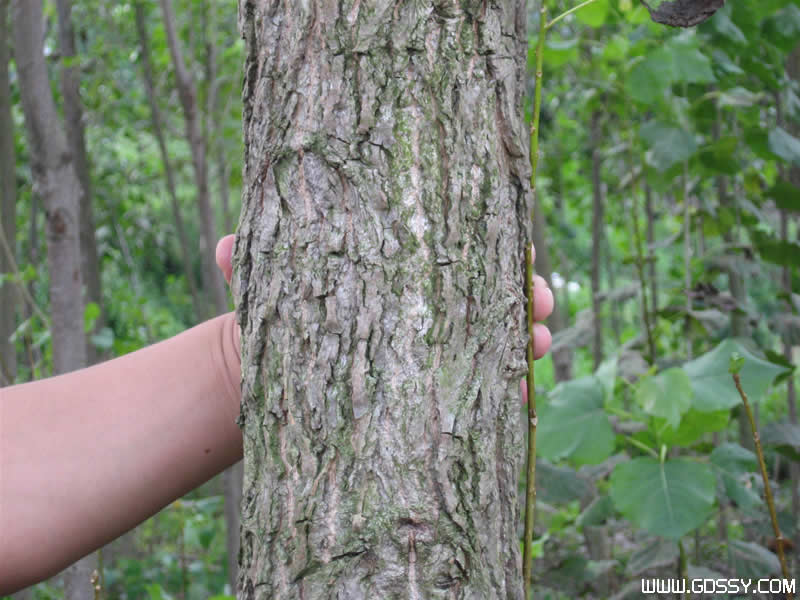 ͼ�������� ����ɷŴ�