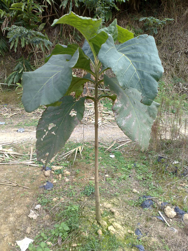 ͼ����˿��ľ ����ɷŴ�