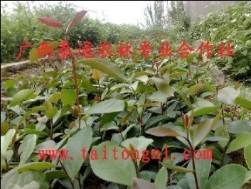 ͼ���Ͳ� �Ͳ��� �Ϫ��֦�Ͳ� �Ͳ���ֲ���� ����̩ͨ���ľ�� ����ɷŴ�