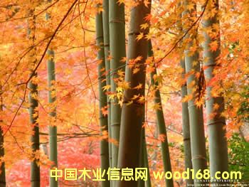 杨木的详细介绍