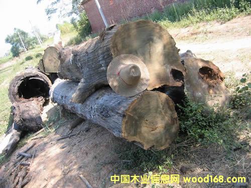 ����鿴������ľ�Ŵ�ͼƬ