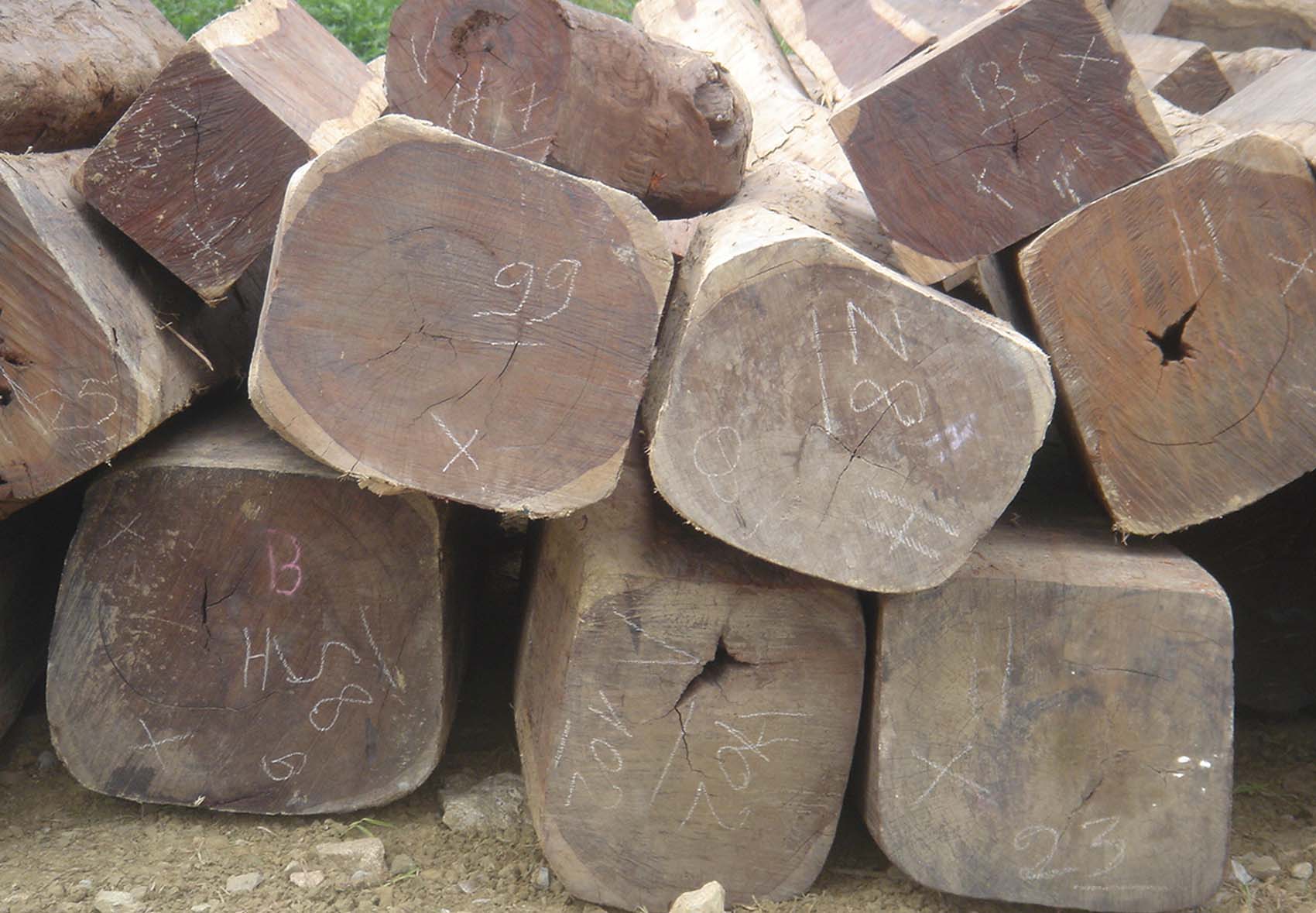 ����鿴����կ����֦�Ŵ�ͼƬ