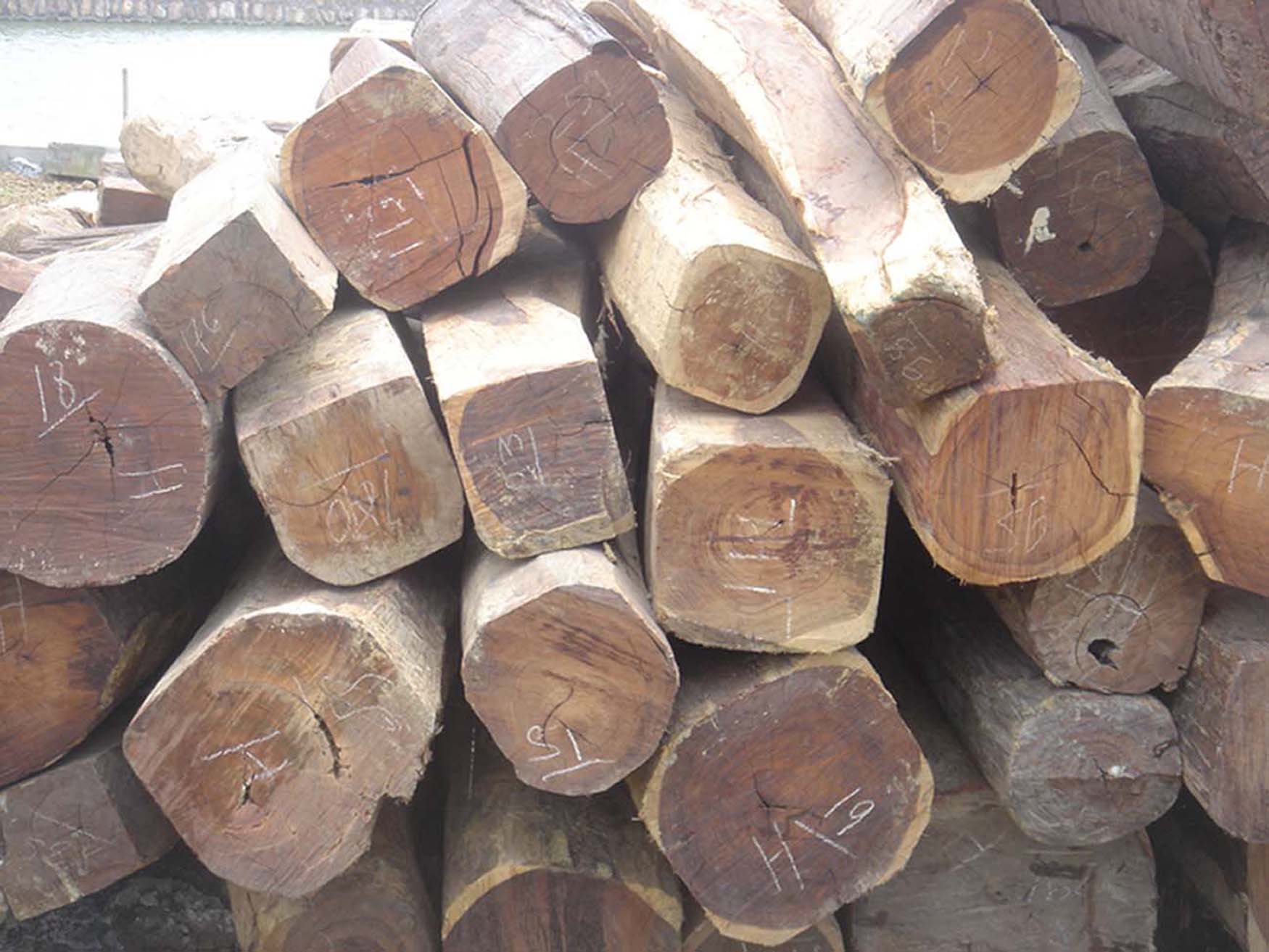 ����鿴����֦�Ŵ�ͼƬ