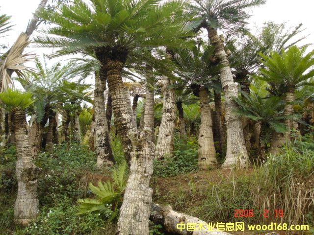 ����鿴�����Ŵ�ͼƬ