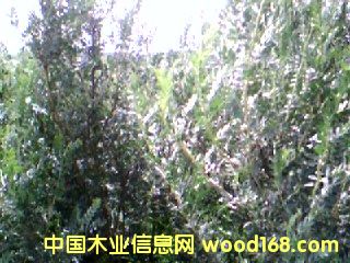 ����2����ϸ����