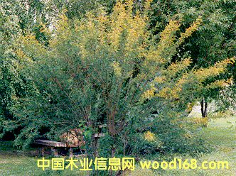 ��������ϸ����