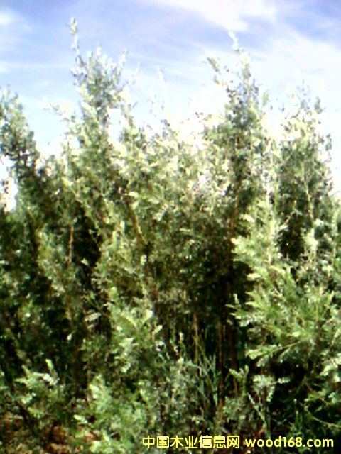 š��6����ϸ����