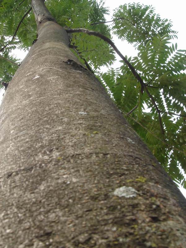 촻㴻toona)ذġĵϸ