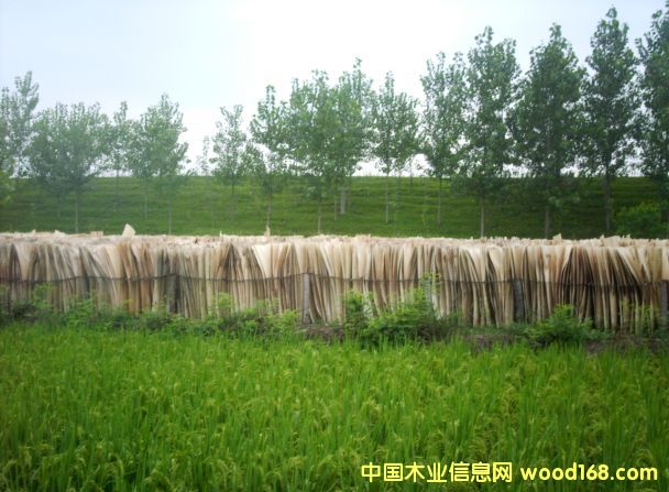 ����鿴ɹ��Ŵ�ͼƬ