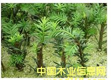 ����鿴���������Ǻ춹ɼ�Ŵ�ͼƬ