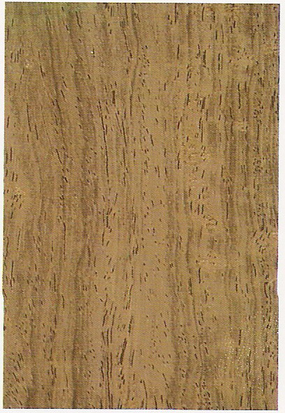 ����鿴������֦ľ�Ŵ�ͼƬ