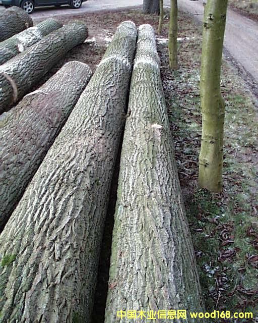 ����鿴��ľ�Ŵ�ͼƬ