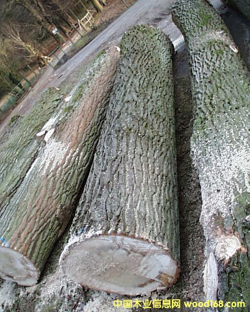 ����鿴��ľ�Ŵ�ͼƬ