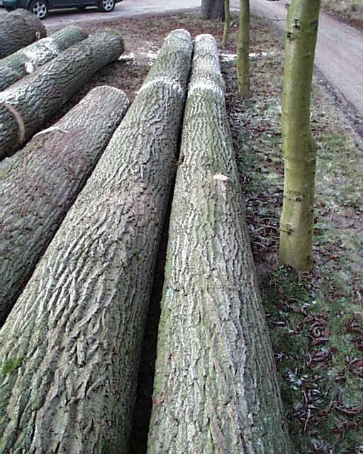 ����鿴ŷ����ľ�Ŵ�ͼƬ