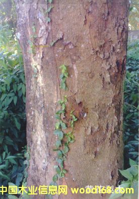 ����鿴�ƻ���ԭľͼ3�Ŵ�ͼƬ