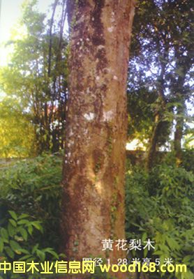 ����鿴�ƻ���ԭľͼ9�Ŵ�ͼƬ