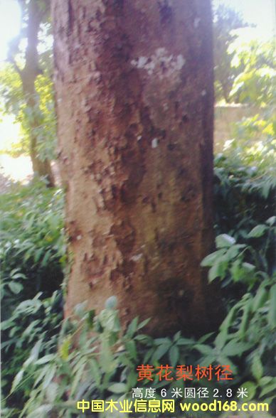 ����鿴�ƻ���ԭľͼ8�Ŵ�ͼƬ