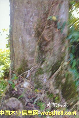 ����鿴�ƻ���ԭľͼ2�Ŵ�ͼƬ