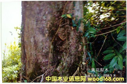 ����鿴�ƻ���ľͼ1�Ŵ�ͼƬ