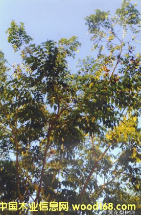 ����鿴�ƻ�����Ҷͼ2�Ŵ�ͼƬ