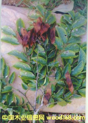 ����鿴�ƻ�����Ҷ�Ŵ�ͼƬ