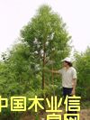 ����鿴̴������Ŵ�ͼƬ