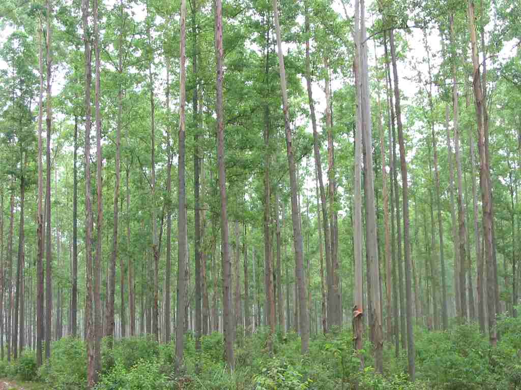 ����鿴�����Ŵ�ͼƬ