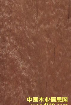 ����鿴ɳ������sapili�Ŵ�ͼƬ