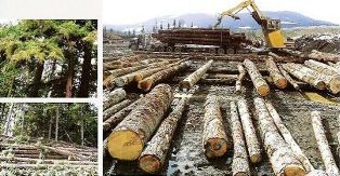 ����鿴���ڹ�Ӧ�������ֹ���ԭľ�Ͱ�ķŴ�ͼƬ