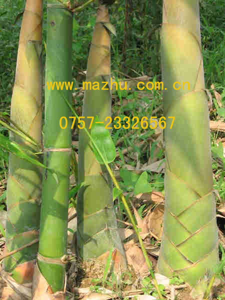 ����鿴����Ŵ�ͼƬ