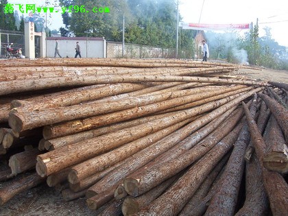 ����鿴ɼľ�Ŵ�ͼƬ