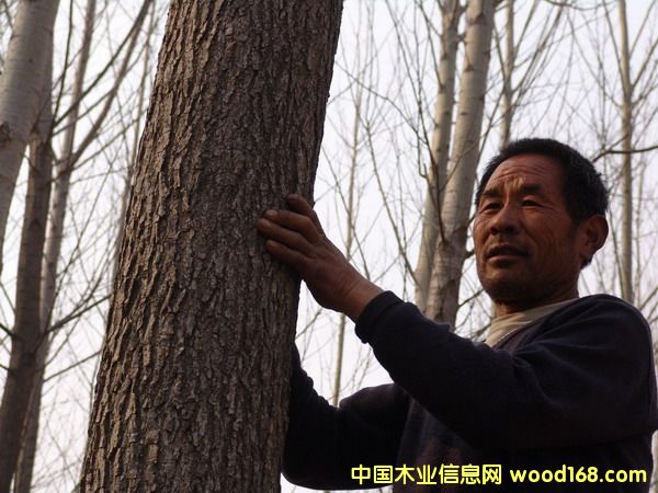 ����鿴������ľԭľ������ֲ�Ŵ�ͼƬ