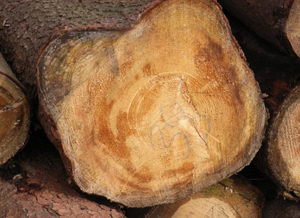 ����鿴��ɼԭľ�Ŵ�ͼƬ