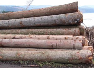 ����鿴��ɼԭľ�Ŵ�ͼƬ