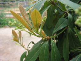 �ľ����ϸ����