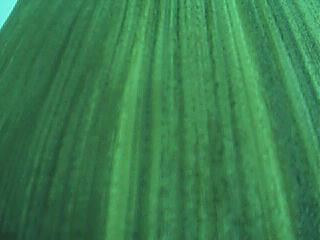 ����鿴��ֱ֦�ƷŴ�ͼƬ