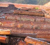 ����鿴��ľԭľ�Ŵ�ͼƬ