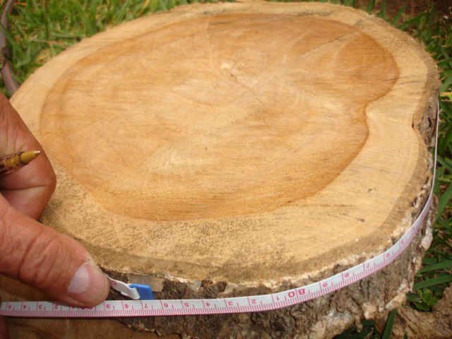 ����鿴��ľ�Ŵ�ͼƬ