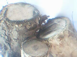 ����鿴��ľ�Ŵ�ͼƬ