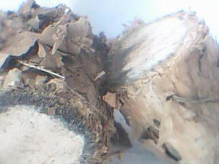 ����鿴��ľ�Ŵ�ͼƬ