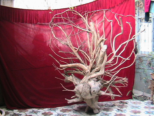 ����鿴��ȸ�Ŵ�ͼƬ