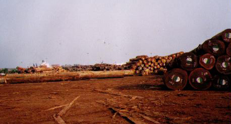 ����鿴��ľ�Ŵ�ͼƬ