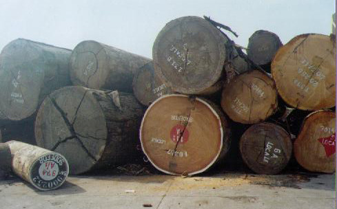 ����鿴��̴ľ�Ŵ�ͼƬ