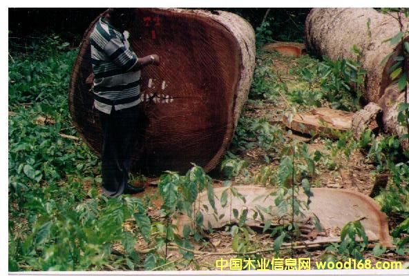 ����鿴��ľ�Ŵ�ͼƬ