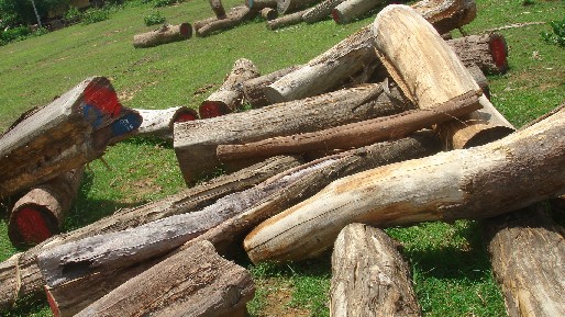 ����鿴����֦2�Ŵ�ͼƬ