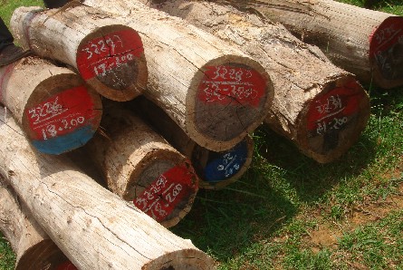 ����鿴����֦1�Ŵ�ͼƬ