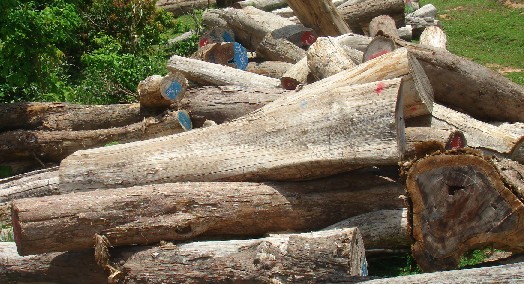 ����鿴����֦4�Ŵ�ͼƬ