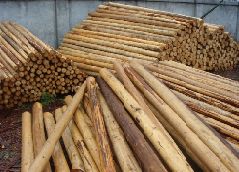 ɼԭľ����ϸ����